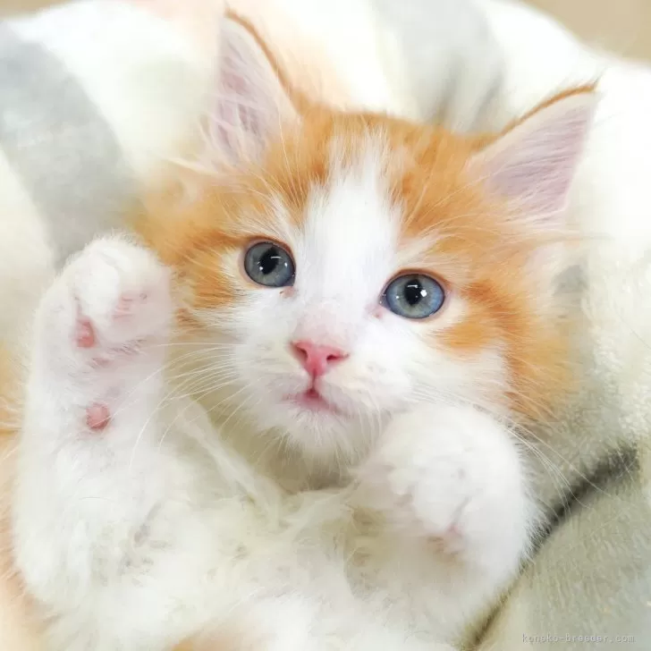 S.H 様のお迎えした子猫