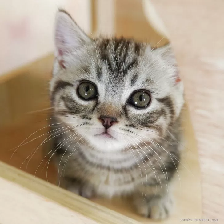 はる 様のお迎えした子猫
