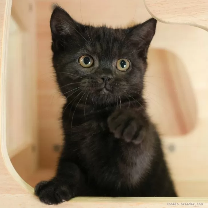 C.Ｉ 様のお迎えした子猫