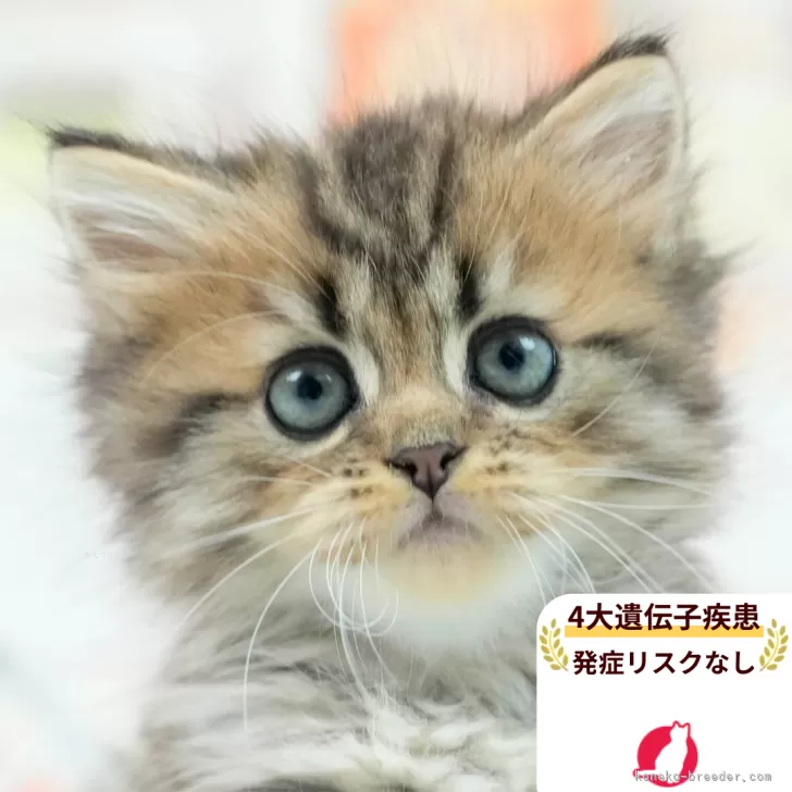 S.K 様のお迎えした子猫