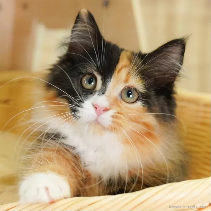 ミヌエット(短足)【埼玉県・女の子・2025年3月24日・キャリコ】の写真1「🐱複数頭の見学も可能🐱きょうだいや他のネコちゃんも見れます」