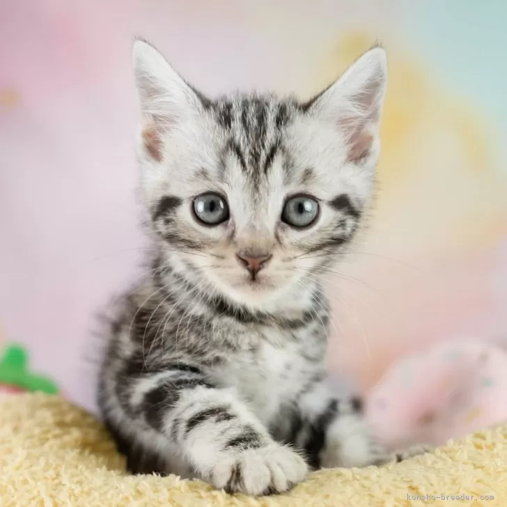 マンチカン(長足)【埼玉県・男の子・2025年9月10日・シルバータビー】の写真1「🐱複数頭の見学も可能🐱きょうだいや他のネコちゃんも見れます」