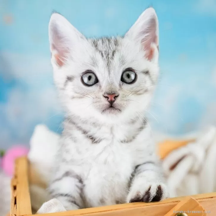 マンチカン(長足)【埼玉県・男の子・2025年9月10日・シルバータビー】の写真1「🐱複数頭の見学も可能🐱きょうだいや他のネコちゃんも見れます」