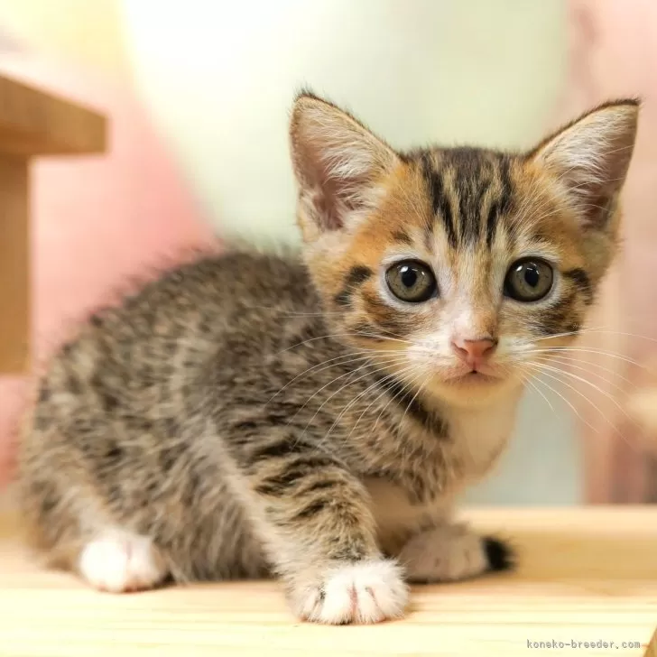 マンチカン(長足)【埼玉県・男の子・2025年7月31日・ブラウンタビー&ホワイト】の写真1「🐱複数頭の見学も可能🐱きょうだいや他のネコちゃんも見れます」