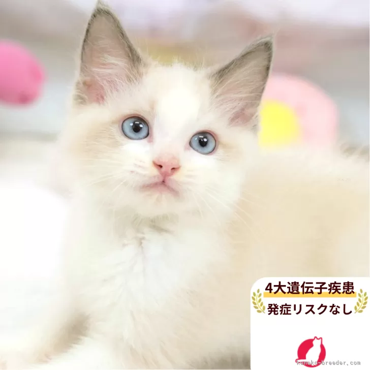 まお 様のお迎えした子猫