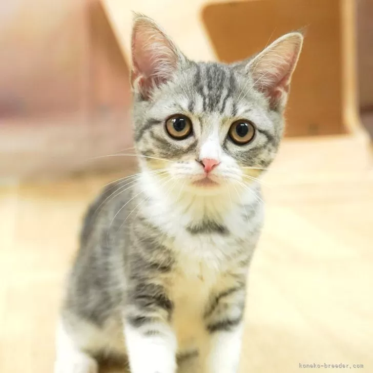 マンチカン(長足)【埼玉県・女の子・2025年6月14日・シルバータビー&amp;ホワイト】の写真1「🐱複数頭の見学も可能🐱きょうだいや他のネコちゃんも見れます」