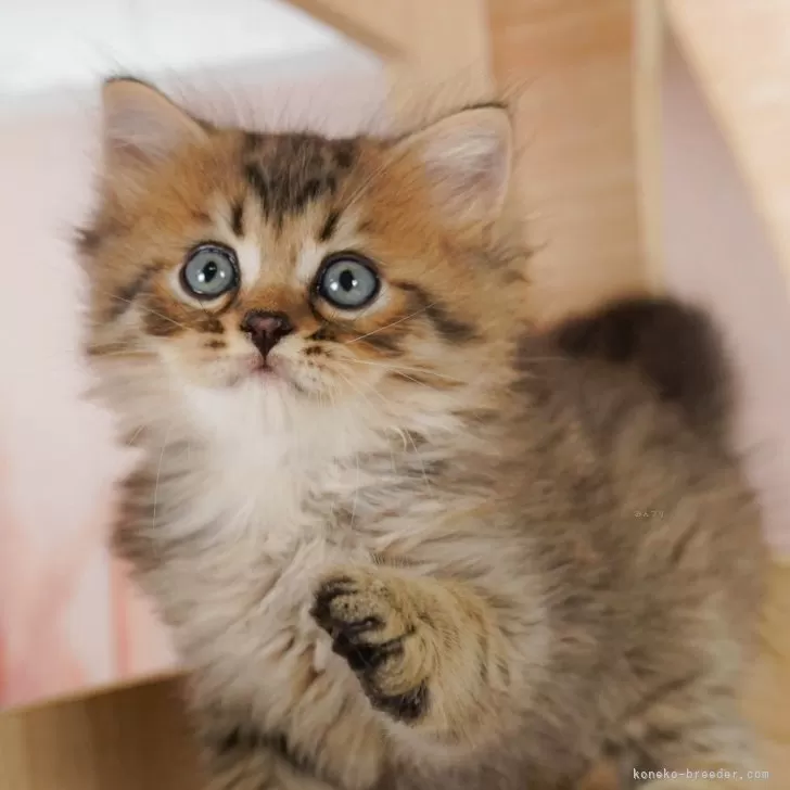 S.O 様のお迎えした子猫