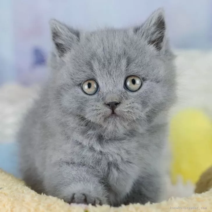 ブリティッシュショートヘア【埼玉県・男の子・2025年9月11日・ブルー】の写真1「🐱複数頭の見学も可能🐱きょうだいや他のネコちゃんも見れます」