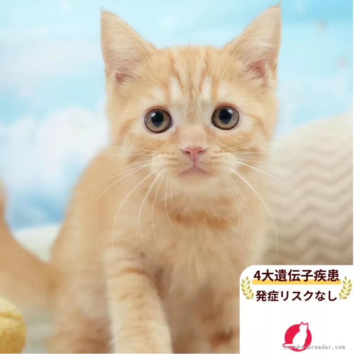 マンチカン(長足)【埼玉県・男の子・2025年5月24日・レッドタビー】の写真1「🐱複数頭の見学も可能🐱きょうだいや他のネコちゃんも見れます」