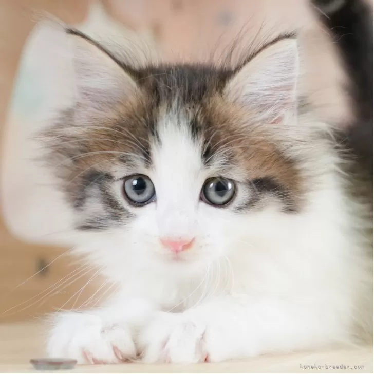 K.M 様のお迎えした子猫