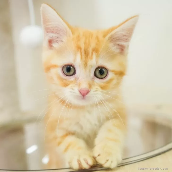 マンチカン(長足)【埼玉県・男の子・2025年9月25日・レッドタビー】の写真1「🐱複数頭の見学も可能🐱きょうだいや他のネコちゃんも見れます」