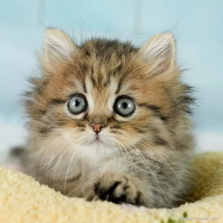 ミヌエット(短足)【埼玉県・女の子・2025年9月6日・ブラウンタビー】の写真1「🐱複数頭の見学も可能🐱きょうだいや他のネコちゃんも見れます」