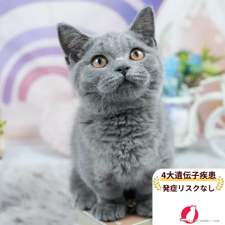 ID：2508-02969の子猫