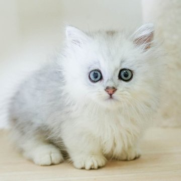 ミヌエット(短足)【埼玉県・女の子・2025年9月6日・チンチラシルバー】の写真「4大遺伝子疾患リスクなし✨」