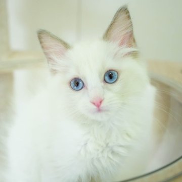 ラグドール【埼玉県・女の子・2025年9月28日・ブルーポイントバイカラー】の写真「🐱🩵12月13日(土)🐾見学会開催 🐱🩵」