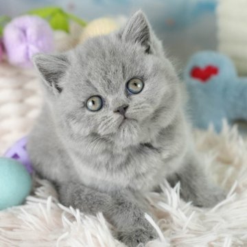 ブリティッシュショートヘア【埼玉県・女の子・2025年9月11日・ブルー】の写真「4大遺伝子疾患リスクなし✨」