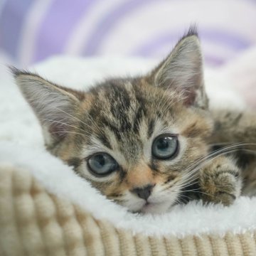 マンチカン(長足)【埼玉県・女の子・2025年5月1日・ブラウンパッチドタビー】の写真「4大遺伝子疾患リスクなし✨」