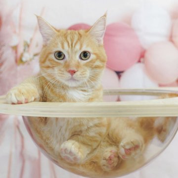 マンチカン(短足)【埼玉県・男の子・2024年12月13日・レッドタビー】の写真「4大遺伝子疾患リスクなし✨　」