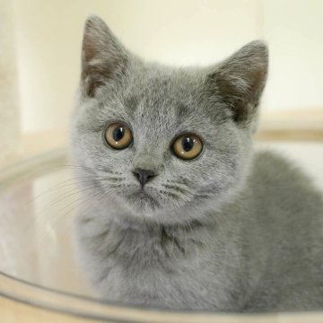 ブリティッシュショートヘア【埼玉県・女の子・2025年9月13日・ブルー】の写真「🎄💛12月28日(日)⛄子猫の見学会💛🎄」