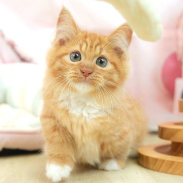 ミヌエット(短足)【埼玉県・男の子・2025年3月24日・レッドタビー&ホワイト】の写真「愛嬌たっぷり💕」