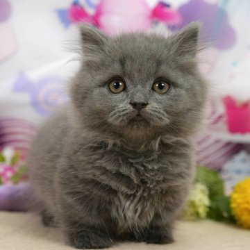 マンチカン(短足)【埼玉県・男の子・2026年1月15日・ブルースモーク】の写真「🌸4/26見学会✨今決めてGWお迎えOK🐱」