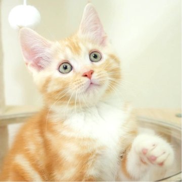 マンチカン(長足)【埼玉県・男の子・2025年8月31日・レッドタビー】の写真「🎄💛12月28日(日)⛄子猫の見学会💛🎄」