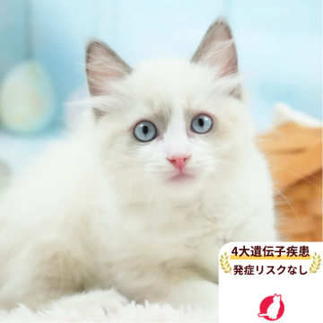 ラグドール【埼玉県・男の子・2025年6月4日・ブルーポイントバイカラー】の写真「4大遺伝子疾患リスクなし✨」