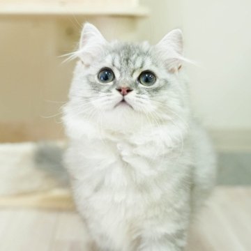 ミヌエット(長足)【埼玉県・男の子・2025年8月26日・シルバータビー】の写真「🐱🩵12月13日(土)🐾見学会開催 🐱🩵」