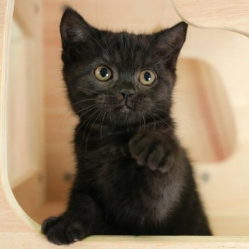 ブリティッシュショートヘア【埼玉県・女の子・2025年7月10日・ブラックスモーク】の写真「4大遺伝子疾患リスクなし✨」