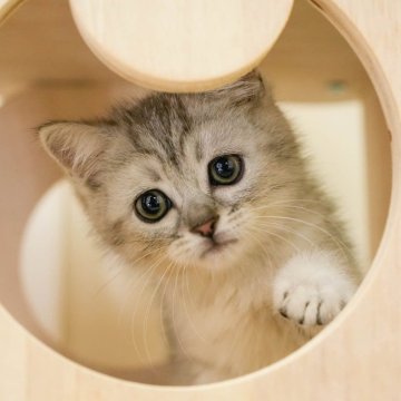 ミヌエット(長足)【埼玉県・男の子・2025年9月26日・シルバータビー】の写真「🐱🩵12月13日(土)🐾見学会開催 🐱🩵」