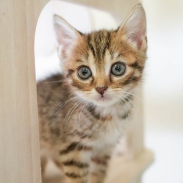 マンチカン(長足)【埼玉県・女の子・2025年9月10日・ブラウンパッチドタビー】の写真「4大遺伝子疾患リスクなし✨」