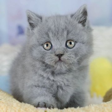 ブリティッシュショートヘア【埼玉県・男の子・2025年9月11日・ブルー】の写真「4大遺伝子疾患リスクなし✨」