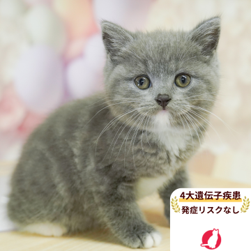 マンチカン(長足)【埼玉県・女の子・2025年5月30日・ブルー&ホワイト】の写真「4大遺伝子疾患リスクなし✨」