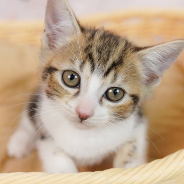 マンチカン(長足)【埼玉県・男の子・2025年7月31日・ブラウンタビー&ホワイト】の写真「4大遺伝子疾患リスクなし✨」