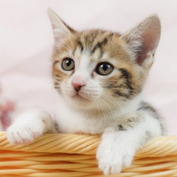 マンチカン(長足)【埼玉県・男の子・2025年7月31日・ブラウンタビー&ホワイト】の写真「🎄💛12月28日(日)⛄子猫の見学会💛🎄」