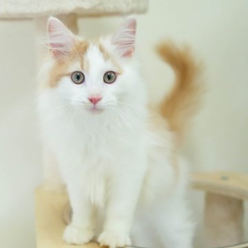 ノルウェージャンフォレストキャット【埼玉県・男の子・2025年6月20日・クリーム&ホワイト】の写真「4大遺伝子疾患リスクなし✨」