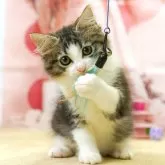 ノルウェージャンフォレストキャット