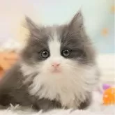 ノルウェージャンフォレストキャット