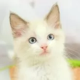 ラグドール【埼玉県・男の子・2025年5月4日・ブルーポイントバイカラー】の写真1「🐱複数頭の見学も可能🐱きょうだいや他のネコちゃんも見れます」