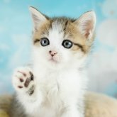 ミヌエット(長足)