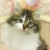 ノルウェージャンフォレストキャット