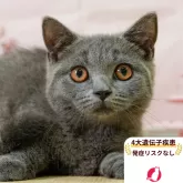 マンチカン(短足)