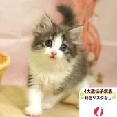 ノルウェージャンフォレストキャット【埼玉県・男の子・2025年6月13日・ブルータビー&ホワイト】の写真1「🐱複数頭の見学も可能🐱きょうだいや他のネコちゃんも見れます」