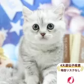 ミヌエット(長足)