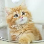 ミヌエット(長足)【埼玉県・女の子・2025年8月28日・レッドタビー】の写真1「🐱複数頭の見学も可能🐱きょうだいや他のネコちゃんも見れます」