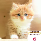 ミヌエット(長足)