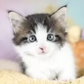 ノルウェージャンフォレストキャット