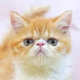 エキゾチックショートヘア