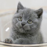 ブリティッシュショートヘア