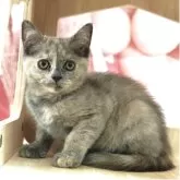 マンチカン(長足)